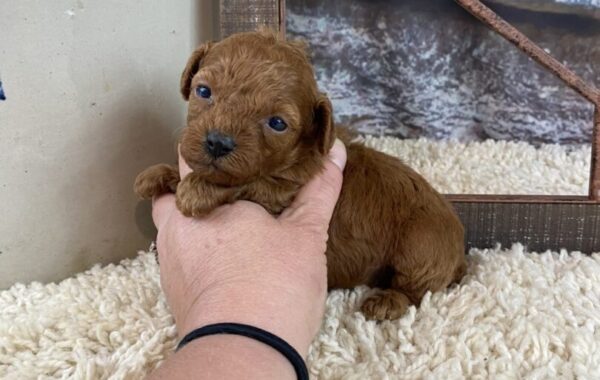 ~AKC MEADOW~TOY POODLE~SOLD