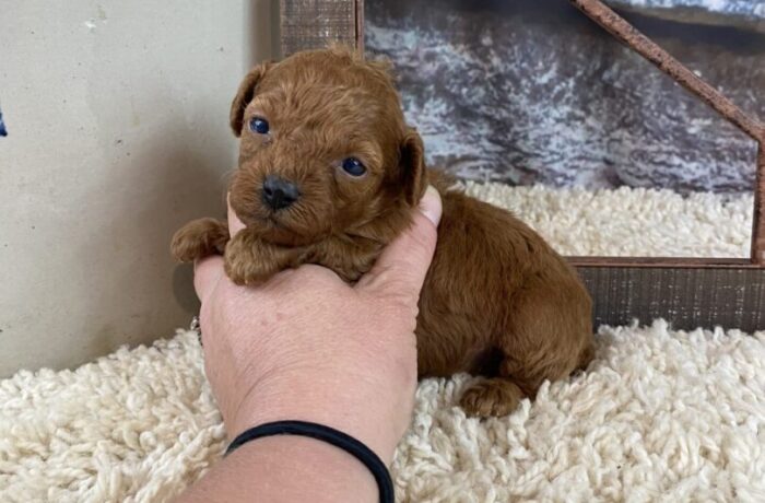 ~AKC MEADOW~TOY POODLE