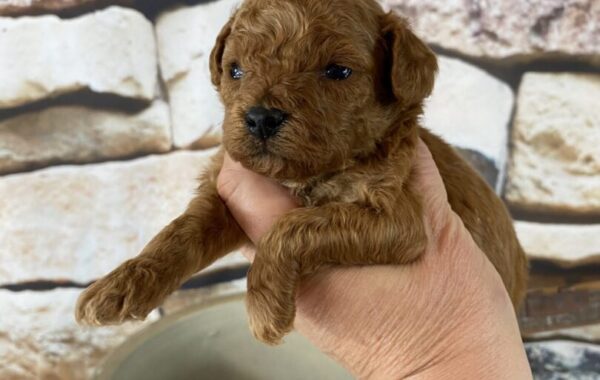 ~AKC PARKER~TOY POODLE~SOLD