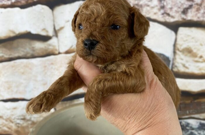 ~AKC PARKER~TOY POODLE