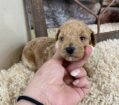 ~AKC SAWYER~TOY POODLE
