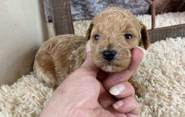 ~AKC SAWYER~TOY POODLE~SOLD