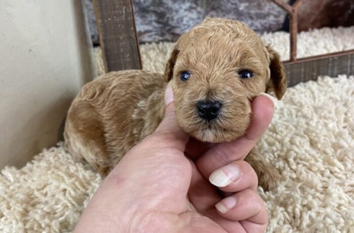 ~AKC SAWYER~TOY POODLE