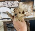 ~AKC SAGE~TOY POODLE
