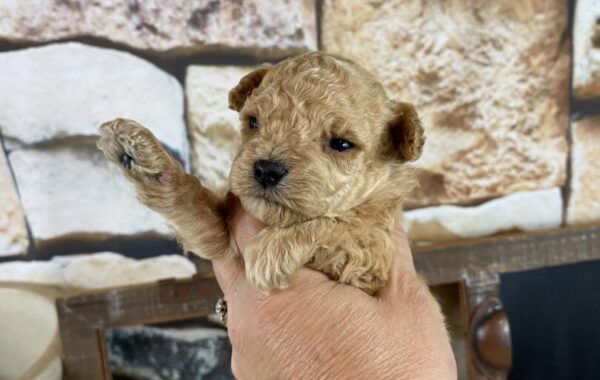 ~AKC SAGE~TOY POODLE~SOLD