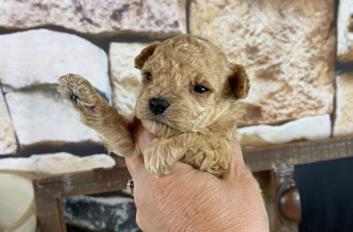 ~AKC SAGE~TOY POODLE