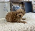 ~AKC BROOKS~TOY POODLE~PRICE REDUCED