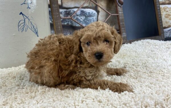 ~AKC BROOKS~TOY POODLE~SOLD