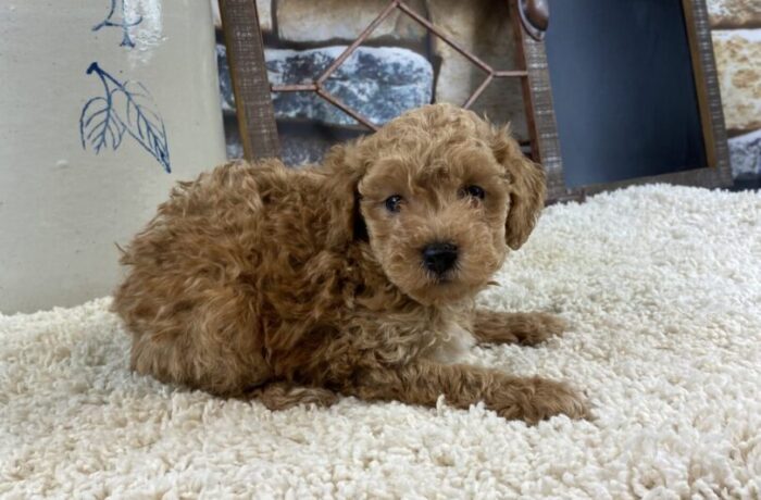 ~AKC BROOKS~TOY POODLE~PRICE REDUCED
