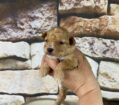 AKC~ BRADY~ TOY POODLE~MALE
