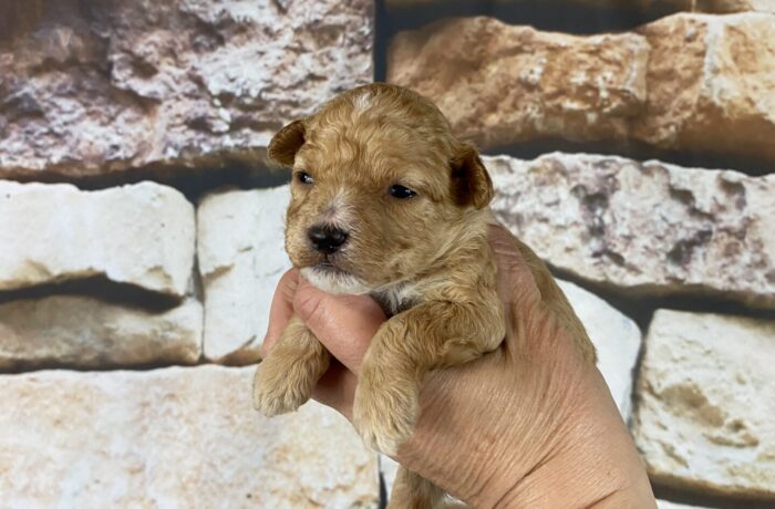 AKC~ BRADY~ TOY POODLE~MALE