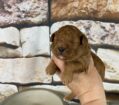 ~AKC~ACE~TOY POODLE~MALE