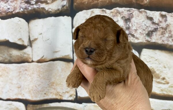 ~AKC~ACE~TOY POODLE~MALE~SOLD