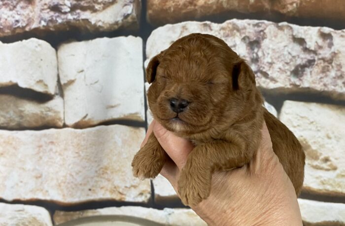 ~AKC~ACE~TOY POODLE~MALE
