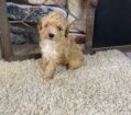 AKC~ BRADY~ TOY POODLE~MALE