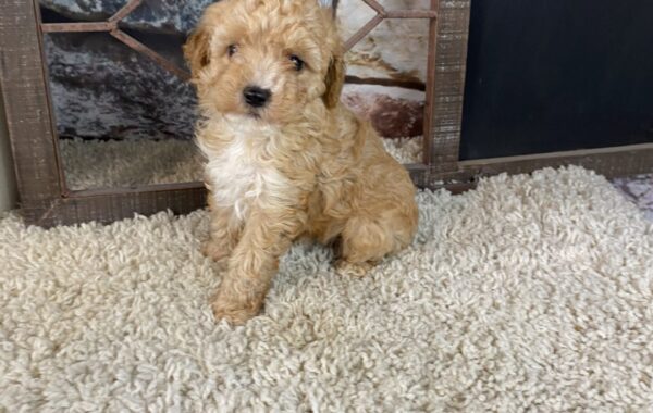 AKC~ BRADY~ TOY POODLE~MALE
