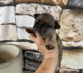 ~AKC KIMMY~FRENCH BULLDOG~FEMALE