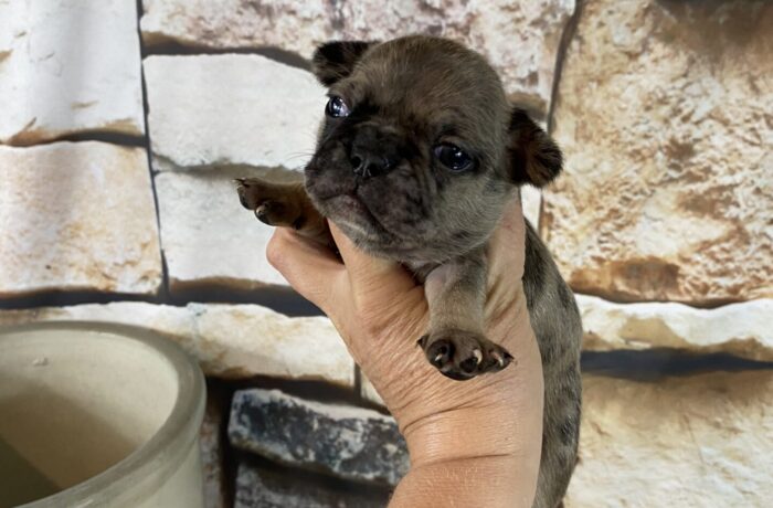 ~AKC KIMMY~FRENCH BULLDOG~FEMALE