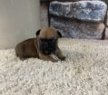 ~AKC BUSTER~FRENCH BULLDOG~MALE