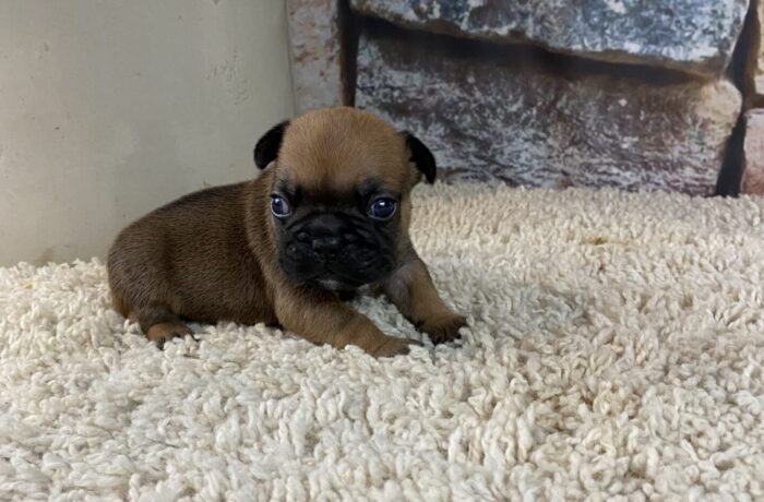 ~AKC BUSTER~FRENCH BULLDOG~MALE