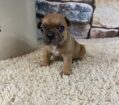 ~AKC KANE~FRENCH BULLDOG~MALE