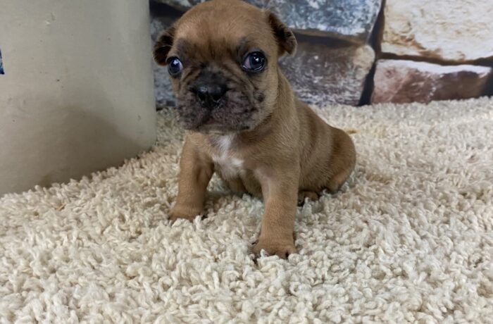 ~AKC KANE~FRENCH BULLDOG~MALE