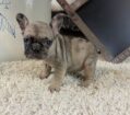 ~AKC KIMMY~FRENCH BULLDOG~FEMALE