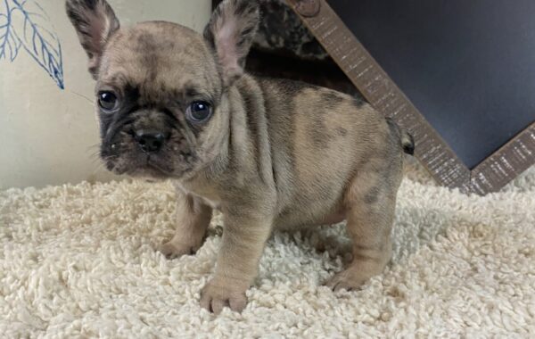 ~AKC KIMMY~FRENCH BULLDOG~FEMALE