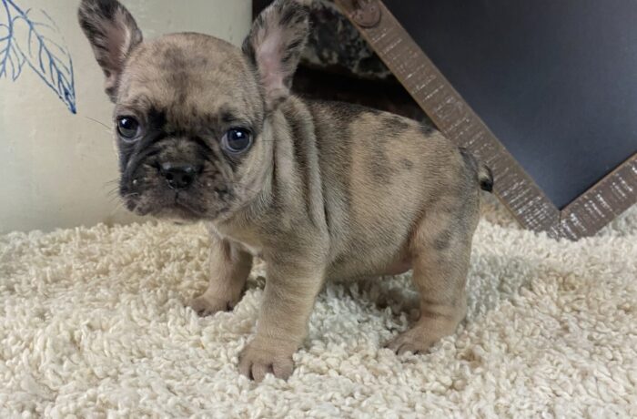 ~AKC KIMMY~FRENCH BULLDOG~FEMALE