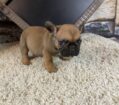 ~AKC BUSTER~FRENCH BULLDOG~MALE