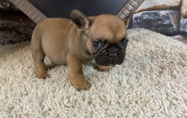 ~AKC BUSTER~FRENCH BULLDOG~MALE