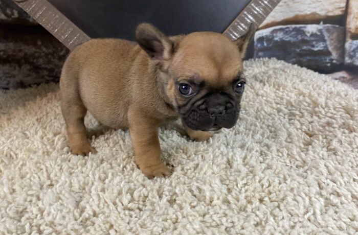 ~AKC BUSTER~FRENCH BULLDOG~MALE~SOLD