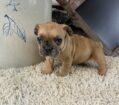 ~AKC KANE~FRENCH BULLDOG~MALE