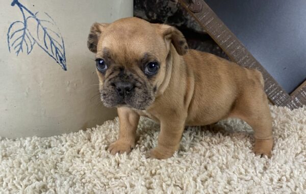 ~AKC KANE~FRENCH BULLDOG~MALE