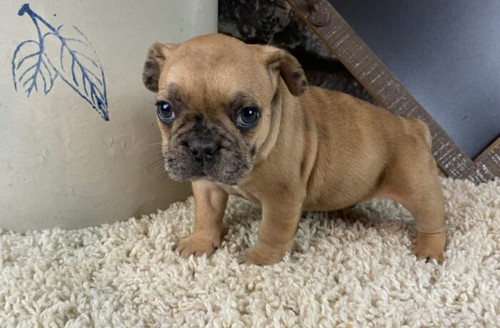 ~AKC KANE~FRENCH BULLDOG~MALE
