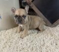 ~AKC JAX~FRENCH BULLDOG~MALE