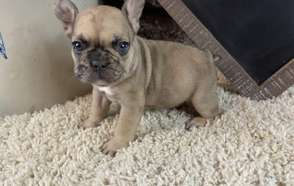 ~AKC JAX~FRENCH BULLDOG~MALE