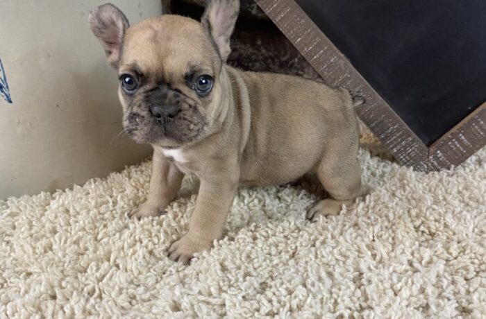 ~AKC JAX~FRENCH BULLDOG~MALE