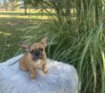 ~ KANE~FRENCH BULLDOG~MALE