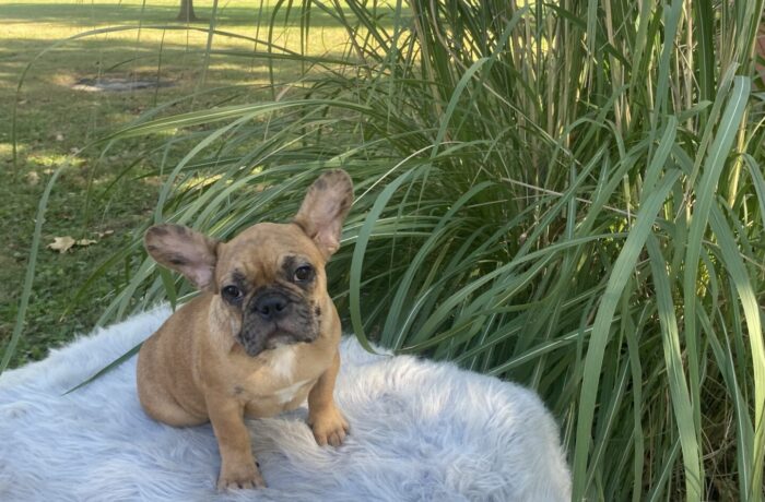 ~ KANE~FRENCH BULLDOG~MALE
