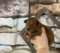 ~AKC HUDSON~TOY POODLE~MALE~SOLD