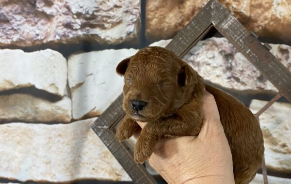 ~AKC HUDSON~TOY POODLE~MALE~SOLD