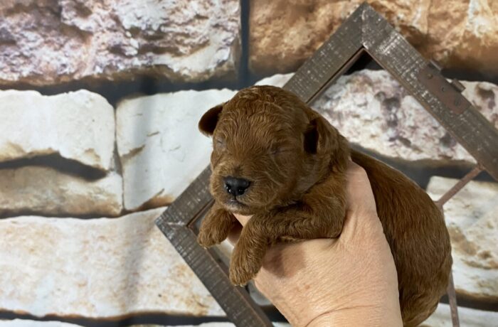 ~AKC HUDSON~TOY POODLE~MALE~SOLD
