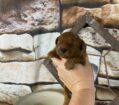 ~AKC CALVIN~TOY POODLE~MALE