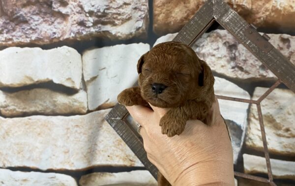~AKC CALVIN~TOY POODLE~MALE