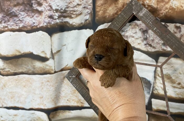 ~AKC CALVIN~TOY POODLE~MALE