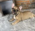 ~JAX~FRENCH BULLDOG~MALE