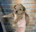 TOBY-AKC REGISTERED-TOY POODLE MALE