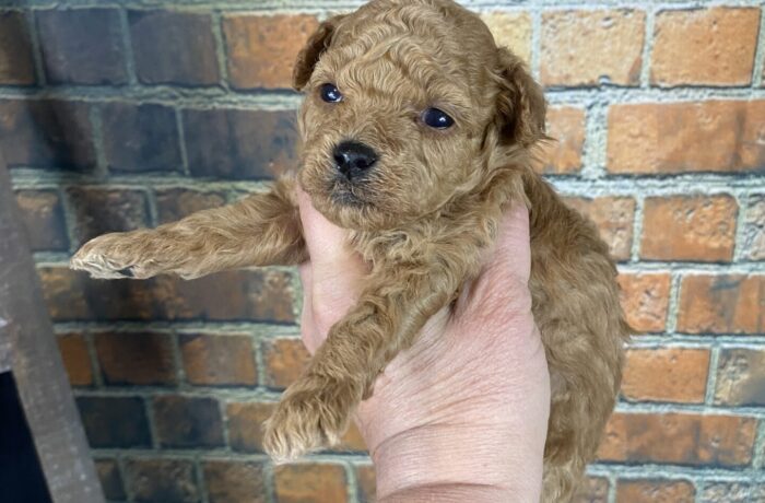 TOBY-AKC REGISTERED-TOY POODLE MALE